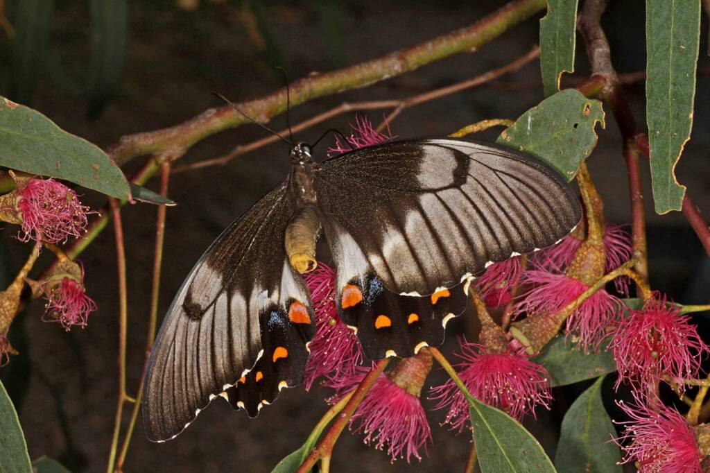 Papilio aegeus aegeus (Orchard Butterfly), Ballandean QLD © Marc Newman