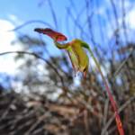 Paracaleana nigrita (Flying Duck Orchid), Stirling Range National Park WA © Terry Dunham