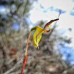 Paracaleana nigrita (Flying Duck Orchid), Stirling Range National Park WA © Terry Dunham