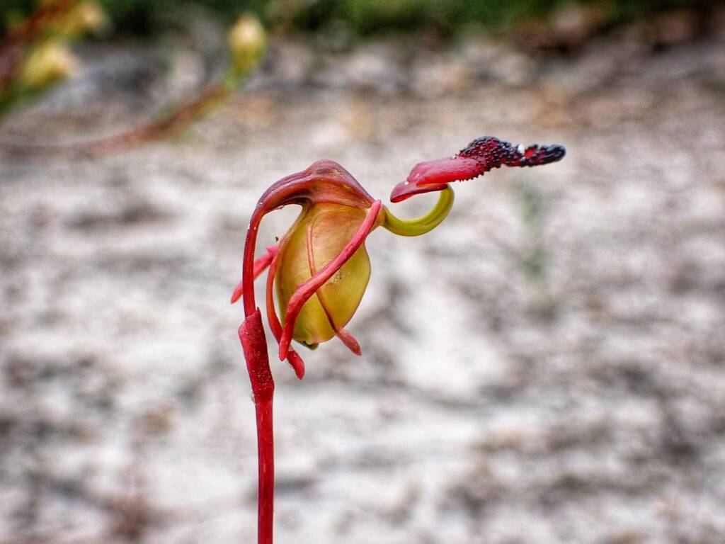 Paracaleana nigrita (Flying Duck Orchid), Stirling Range National Park WA