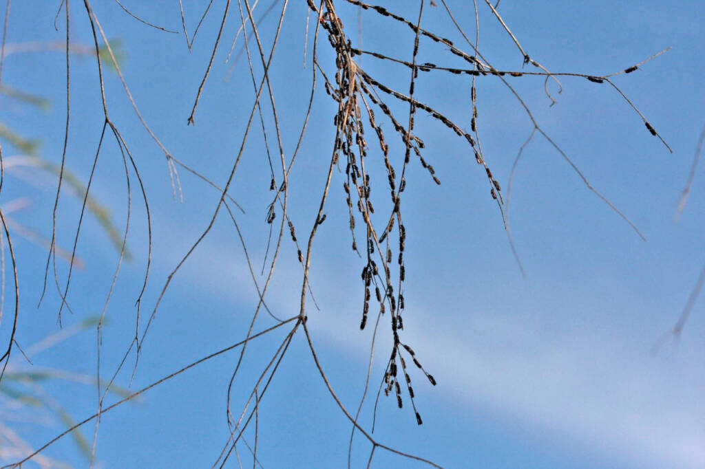 Paracolletes crassipes males roosting on dead Melaleuca armillaris twig, Ballandean QLD © Marc Newman