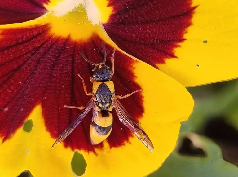Yellow and Black Wasp Ausemade