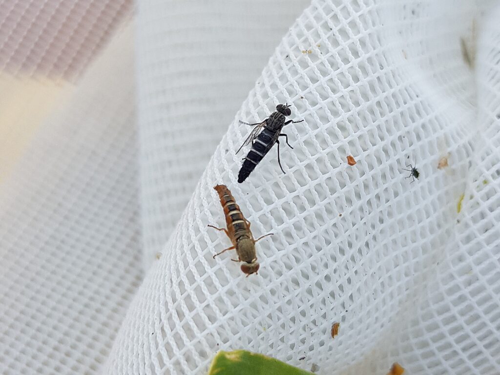Parapsilocephala (genus), Alice Springs NT