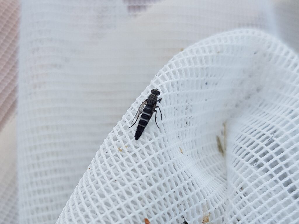 Parapsilocephala (genus), Alice Springs NT