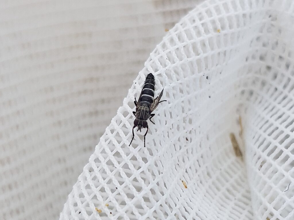 Parapsilocephala (genus), Alice Springs NT
