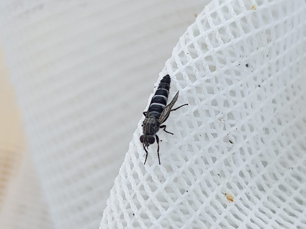 Parapsilocephala (genus), Alice Springs NT