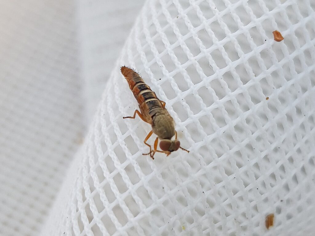 Parapsilocephala (genus), Alice Springs NT