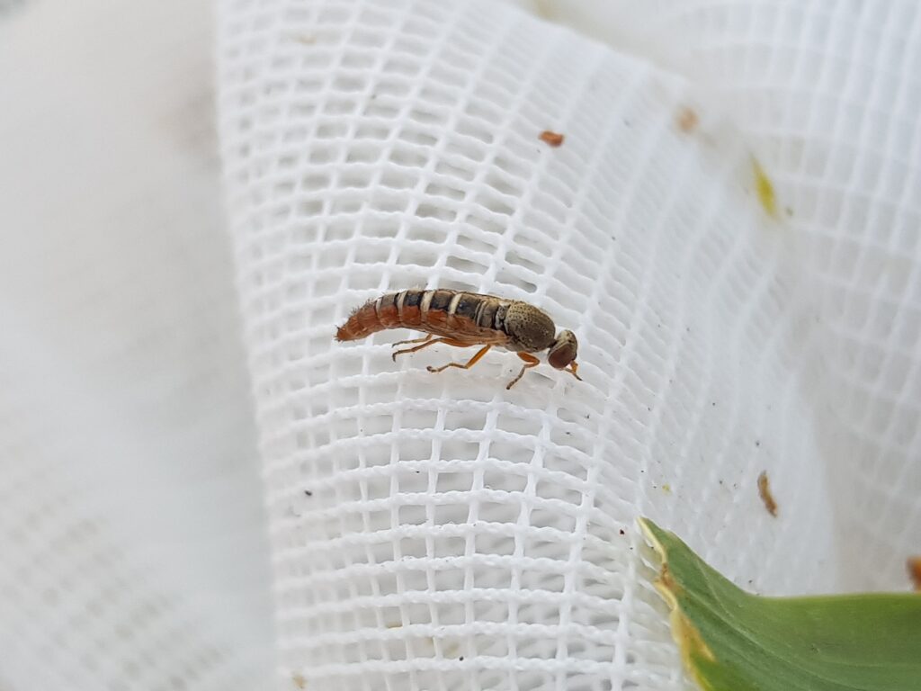 Parapsilocephala (genus), Alice Springs NT
