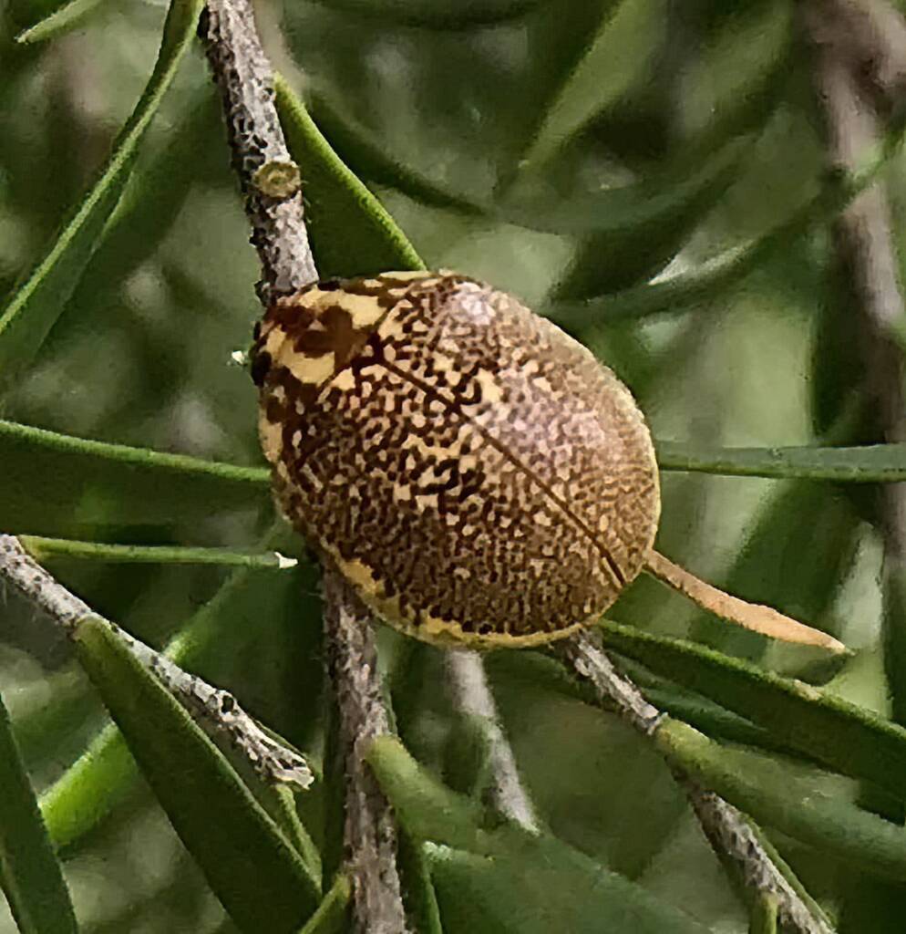 Leaf Beetles (Paropsis sospita), Southwest QLD © Dianne Bickers