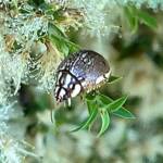 Leaf Beetles (Paropsis sospita), Southwest QLD © Dianne Bickers
