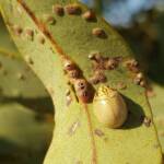 Paropsisterna laesa (Eucalyptus Leaf Beetle), Alice Springs NT