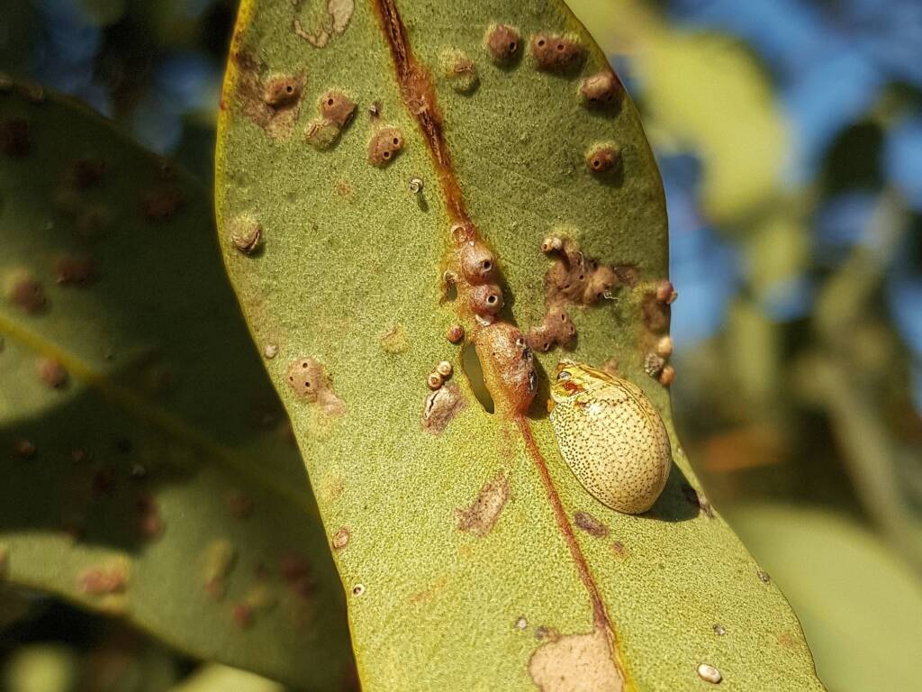 Paropsisterna laesa (Eucalyptus Leaf Beetle), Alice Springs NT