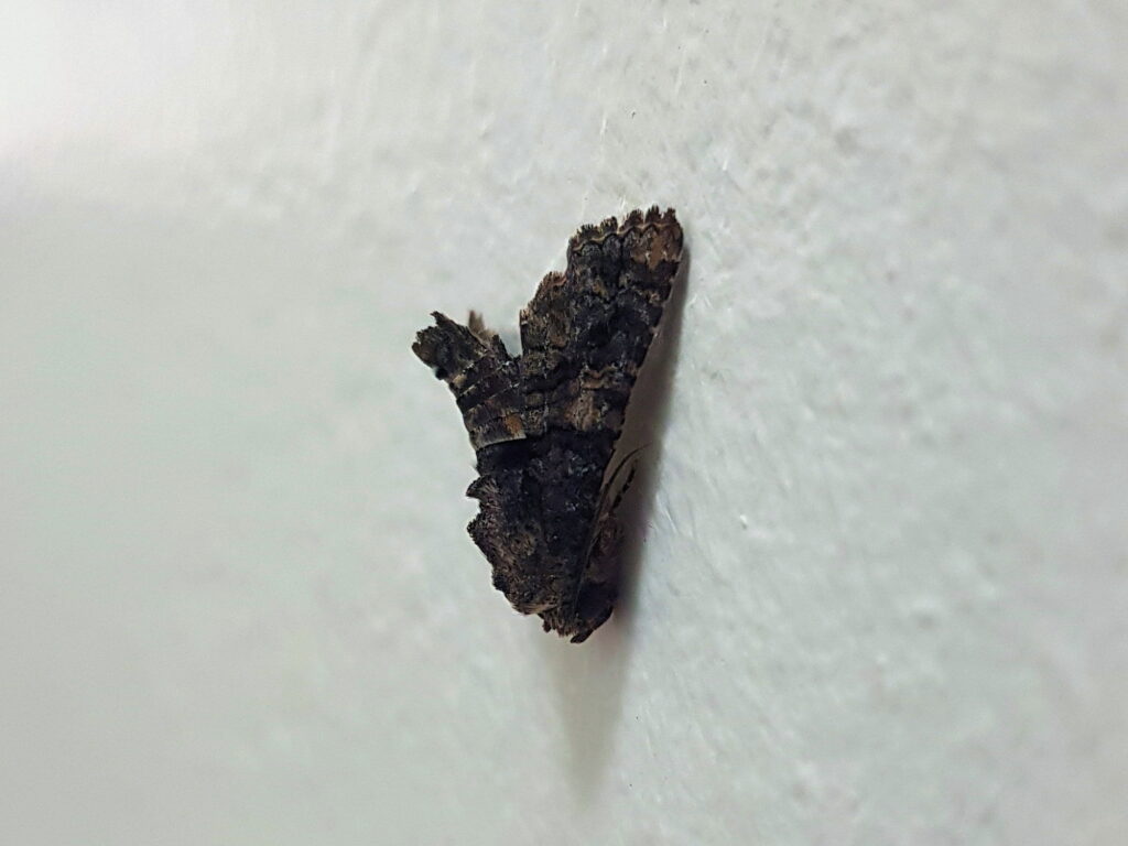 Pataeta carbo (Moth), Alice Springs NT