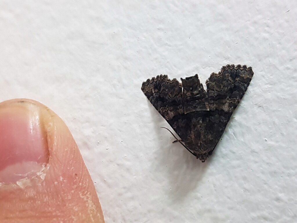 Pataeta carbo (Moth), Alice Springs NT