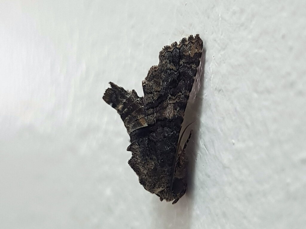 Pataeta carbo (Moth), Alice Springs NT