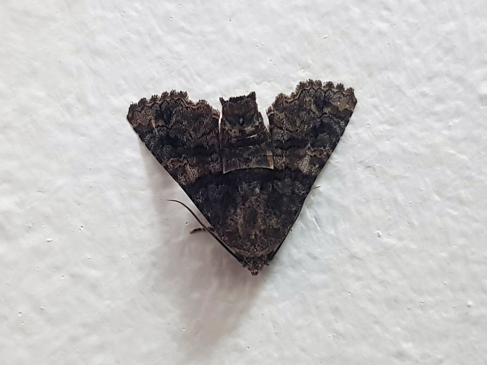 Pataeta carbo (Moth), Alice Springs NT