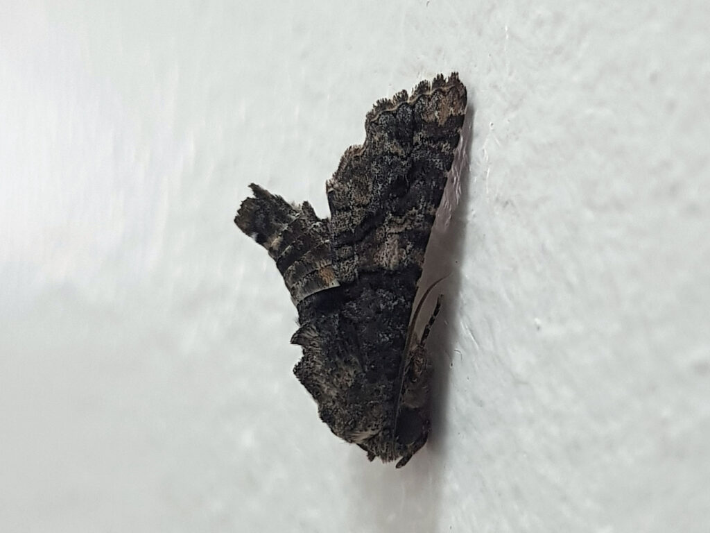 Pataeta carbo (Moth), Alice Springs NT