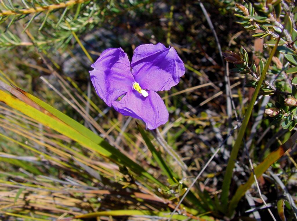 Purple Flag (Patersonia sericea), Blue Mountains NSW