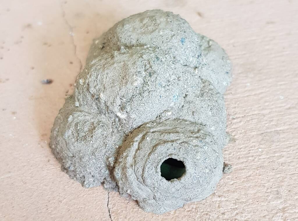 Peek look into the mud nest of the Mud Wasp (Eumenes latreilli), Alice Springs, NT