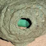 Peek look at the larva in the mud nest of the Mud Wasp (Delta latreillei formerly Eumenes latreilli), Alice Springs, NT