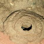 Peek look at the larva in the mud nest of the Mud Wasp (Delta latreillei formerly Eumenes latreilli), Alice Springs, NT