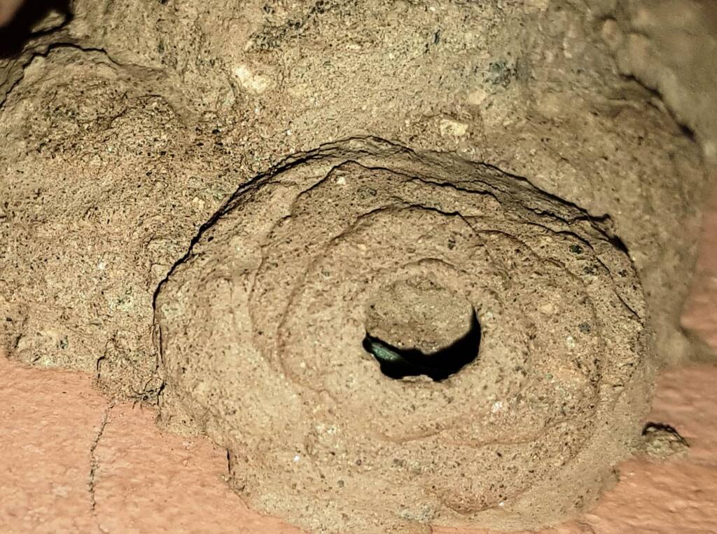 Peek look into the mud nest of the Mud Wasp (Eumenes latreilli), Alice Springs, NT