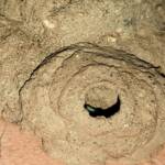 Peek look at the larva in the mud nest of the Mud Wasp (Delta latreillei formerly Eumenes latreilli), Alice Springs, NT