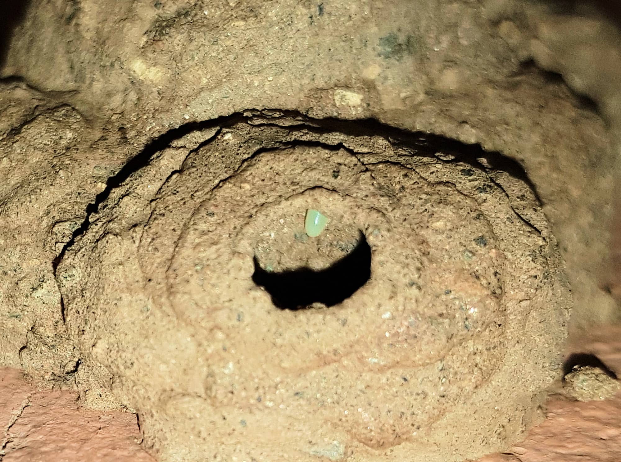 Potter Wasp larder Ausemade