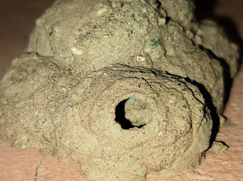 Peek look at the larva in the mud nest of the Mud Wasp (Delta latreillei formerly Eumenes latreilli), Alice Springs, NT