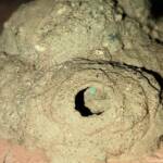 Peek look at the larva in the mud nest of the Mud Wasp (Delta latreillei formerly Eumenes latreilli), Alice Springs, NTthe Mud Wasp (Eumenes latreilli), Alice Springs, NT