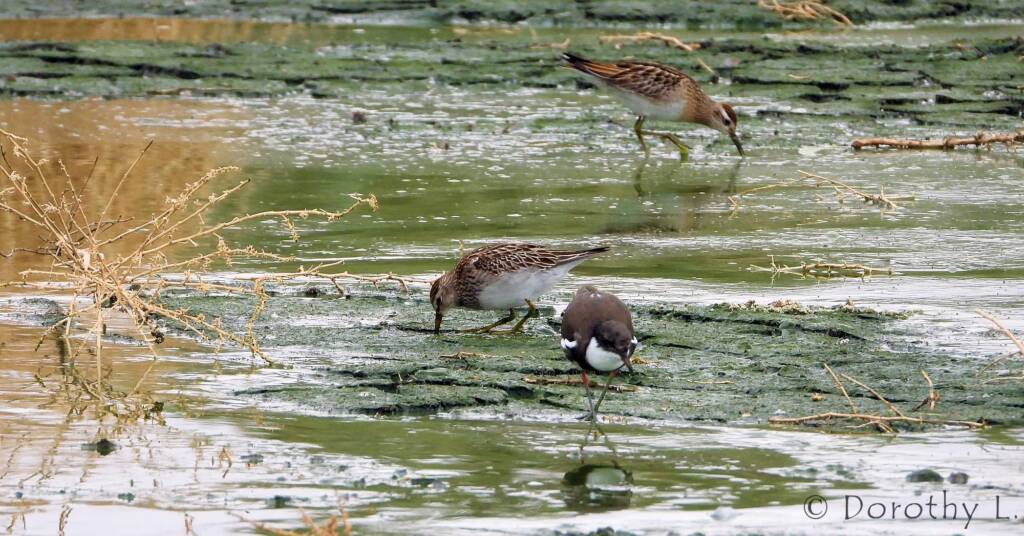 Pectoral Sandpipers and Red-kneed Dotterel