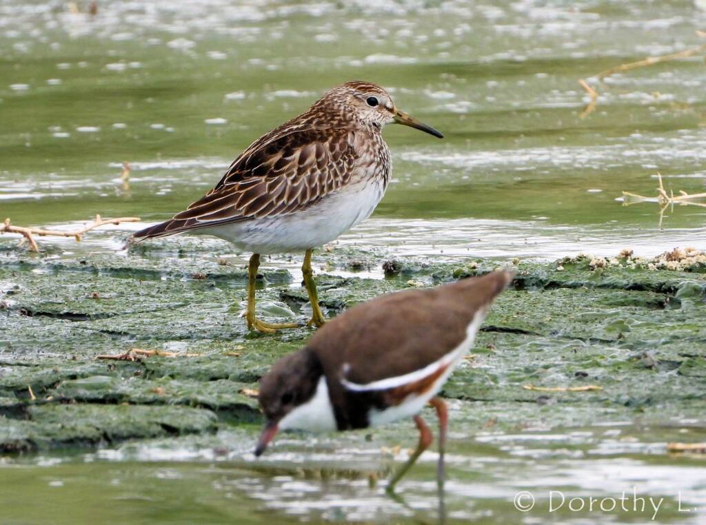 Pectoral Sandpiper and Red-kneed Dotterel