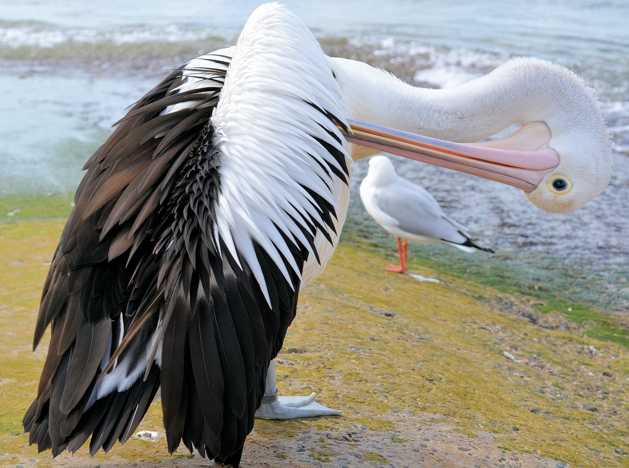 Australian Pelican – Ausemade
