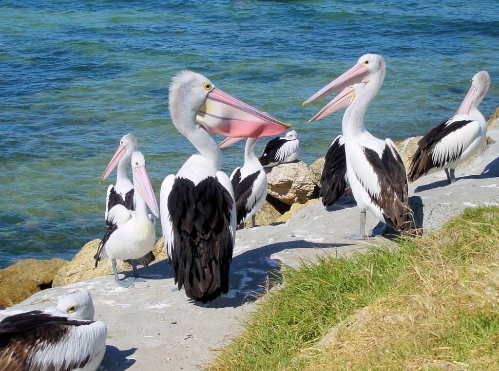 Pelicans on Kangaroo Island, SA