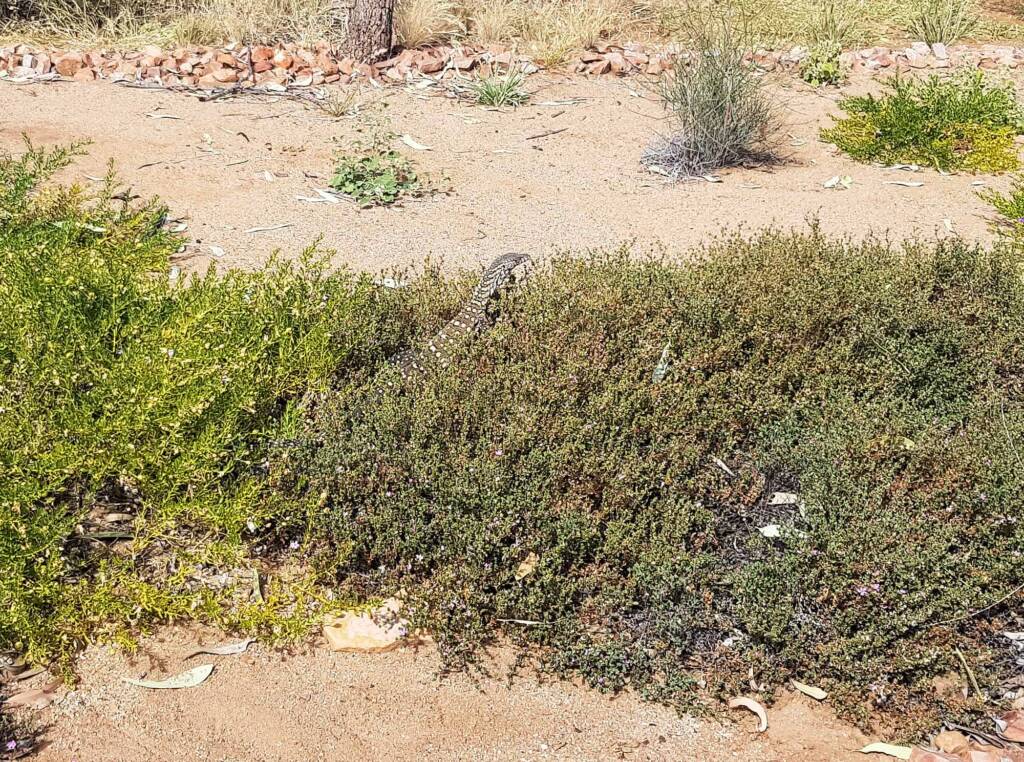 Perentie (Varanus giganteus), Alice Springs Desert Park