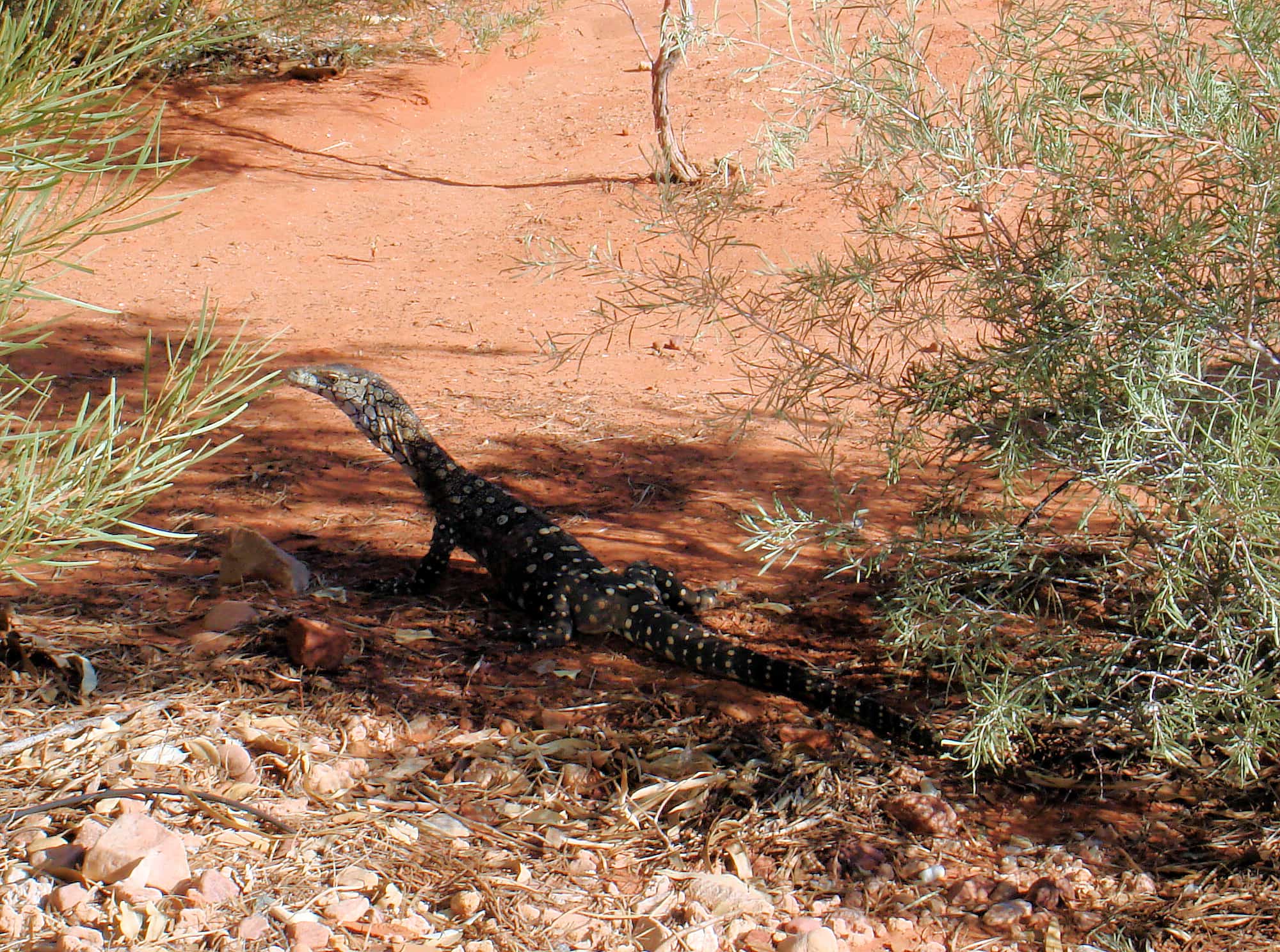 Perentie (Varanus giganteus), Kings Canyon (Watarrka National Park)