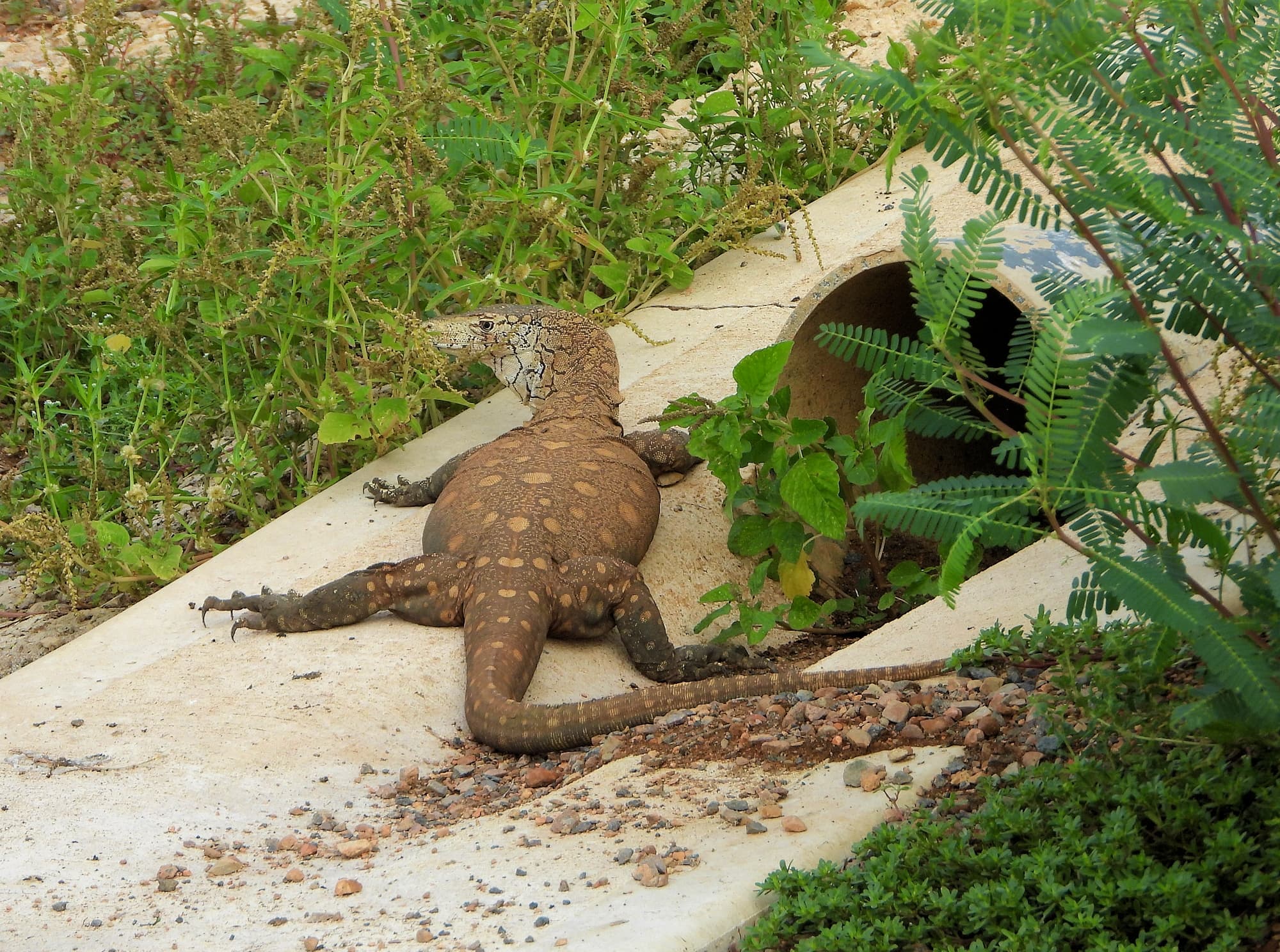 Perentie (Varanus giganteus), Alice Springs Sewage Ponds © Dorothy Latimer