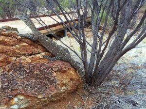 Perentie (Varanus giganteus), Alice Springs Desert Park NT