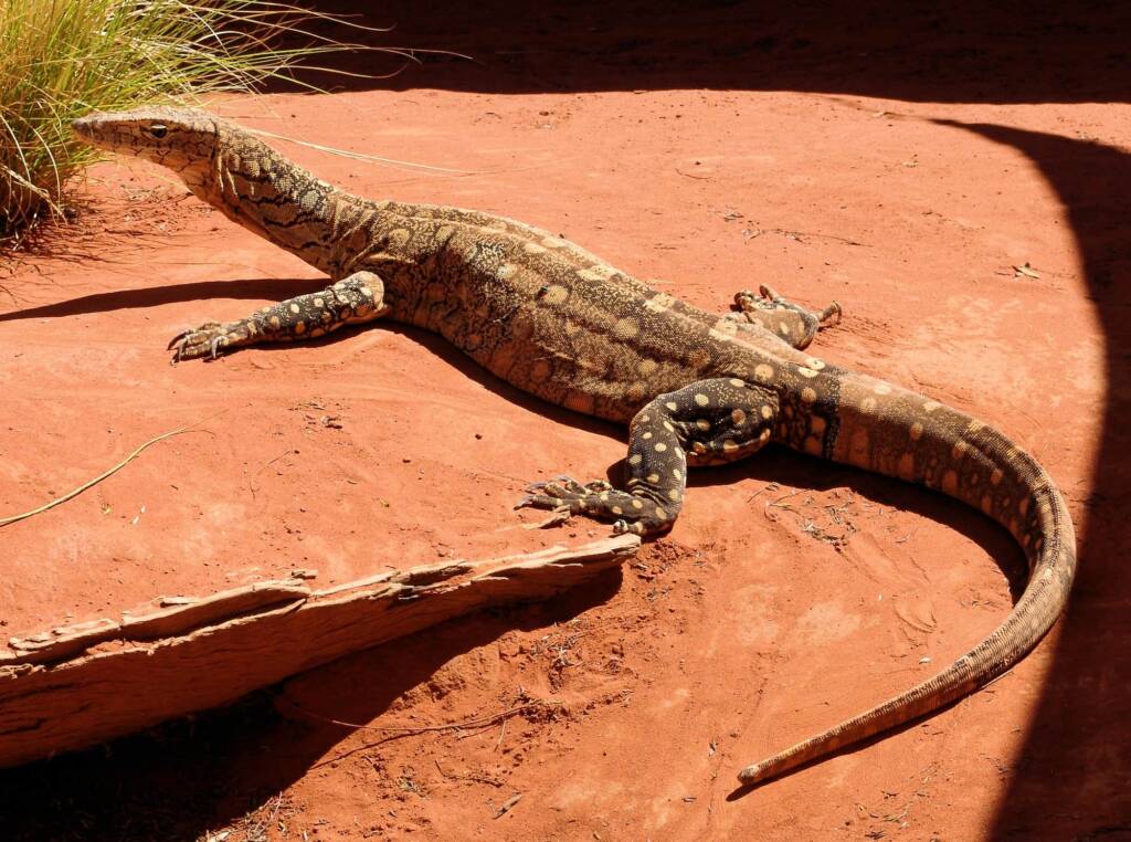 Perentie (Varanus giganteus), Alice Springs Reptile Centre NT