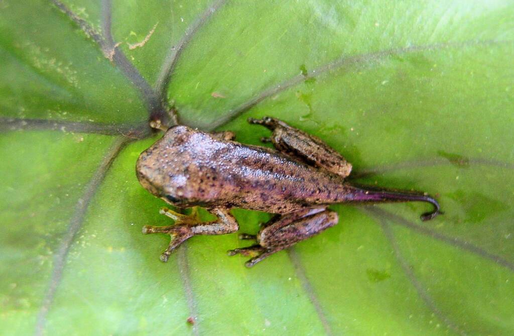 Peron’s Tree Frog (Litoria peroni)