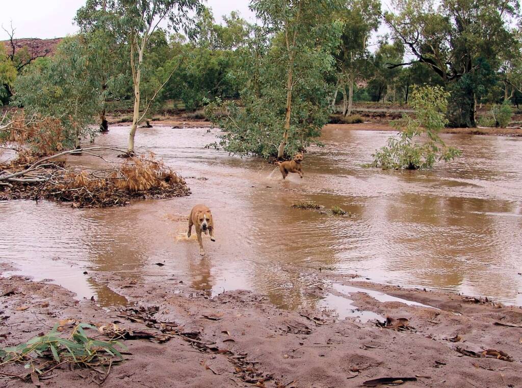 Pet dogs enjoying the water flowing in the Todd River, Alice Springs, 8 Jan 2010