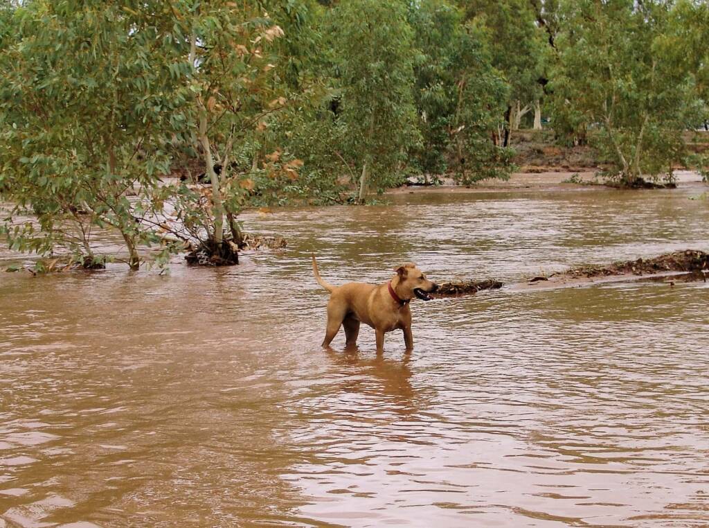 Pet dog enjoying the water flowing in the Todd River, Alice Springs, 8 Jan 2010