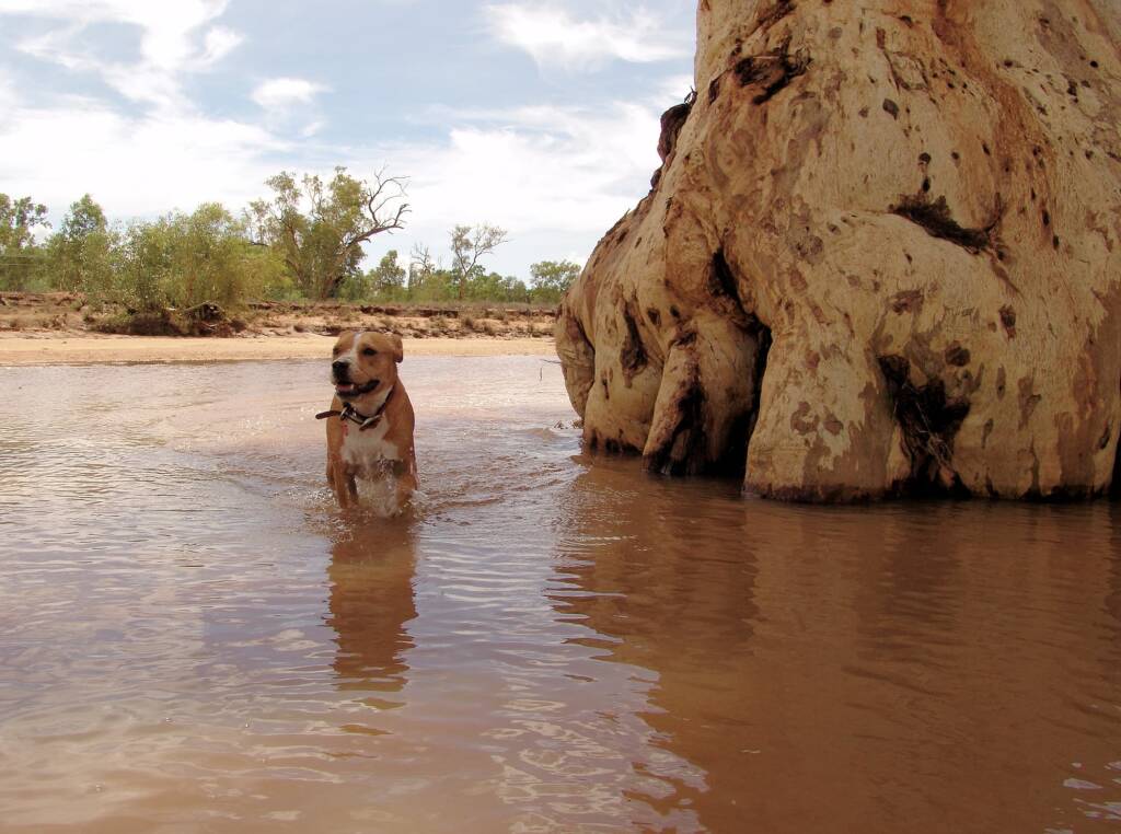 Pet dog enjoying the water flowing in the Todd River, Alice Springs, 12 Jan 2010