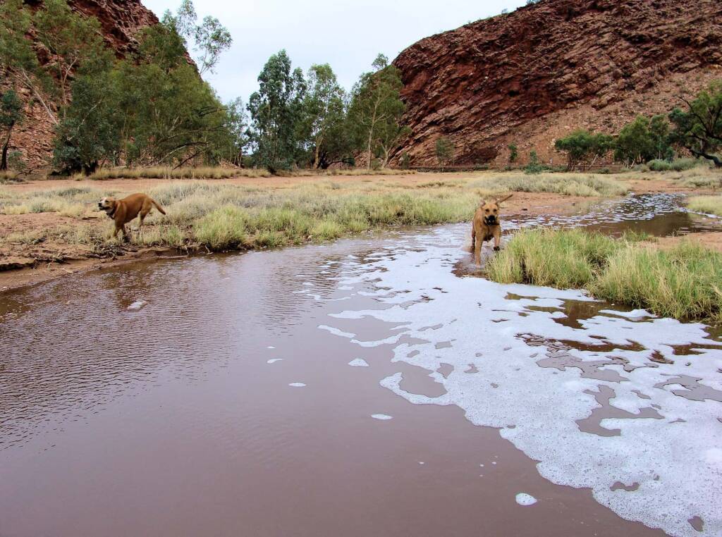 Pet dogs enjoying the start of water flowing into the Todd River, Alice Springs, 7 Jan 2010