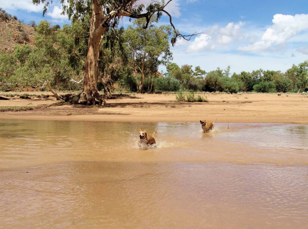 Pet dogs enjoying the water flowing in the Todd River, Alice Springs, 12 Jan 2010