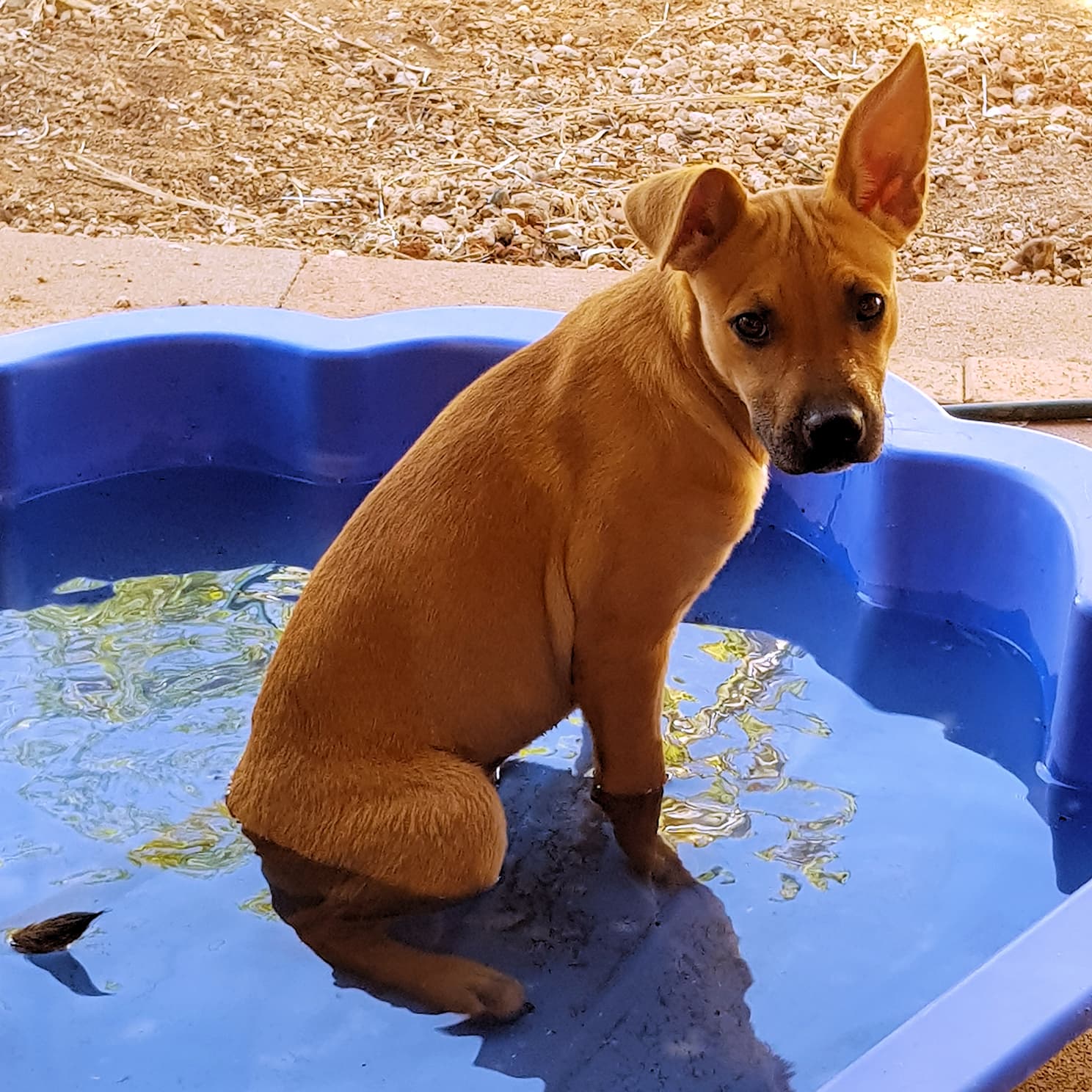 Alice Springs Pet Friendly Ausemade
