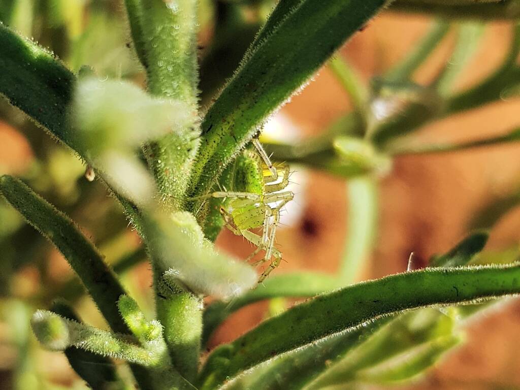 Genus Peucetia (Green Lynx Spider), Alice Springs Desert Park NT