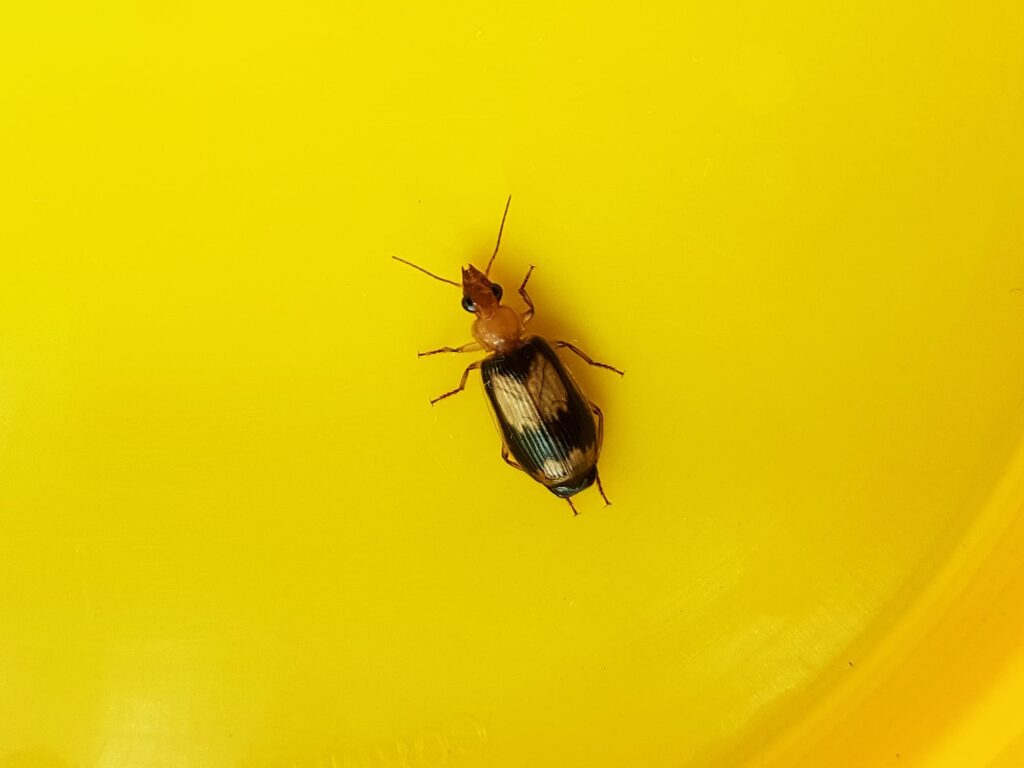 genus Pheropsophus, family Carabidae (Beetle), Alice Springs NT