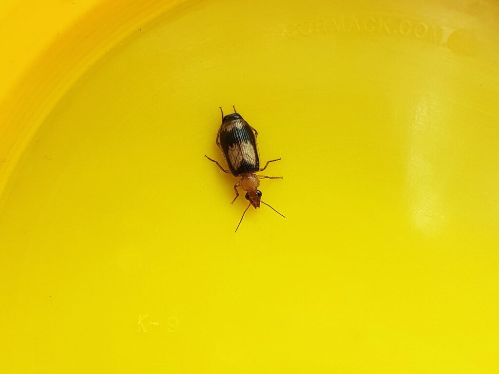 genus Pheropsophus, family Carabidae (Beetle), Alice Springs NT