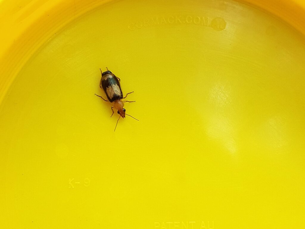 genus Pheropsophus, family Carabidae (Beetle), Alice Springs NT